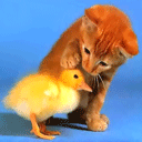 cat chicken